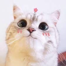 کینات امتياز avatar